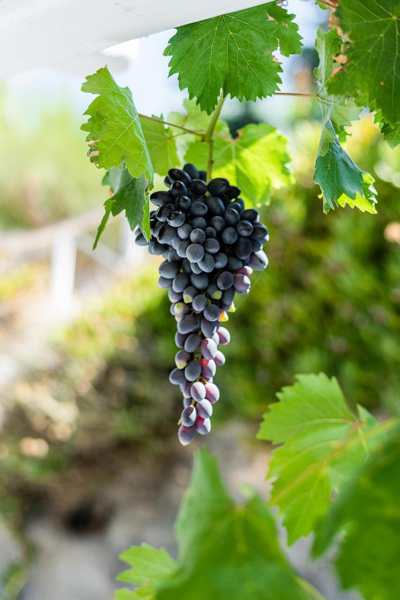Kostantakis Winery Estate Guest House Pollonia ภายนอก รูปภาพ